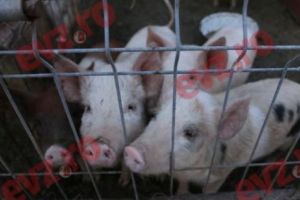 Focar de pestă porcină africană într-o gospodărie din Satu - Mare