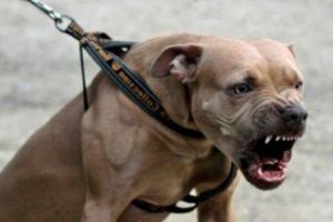 IAŞI. Un câine de luptă i-a smuls testiculul stâng