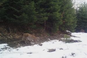 Imagini rare cu un râs au fost surprinse în Parcul Naţional Piatra Craiului (Video)