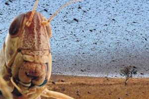 Perspective ecologice în controlul populaţiilor de insecte