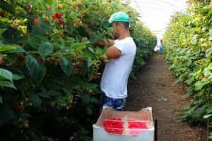 Dar la munca de jos suntem buni? Un primar din Spania spune că românii ar trebui împuşcaţi.