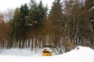 Un bărbat care a intrat cu tractorul în pădurea din Budacu de Sus, amendat de jandarmi