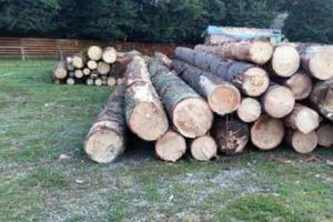 Lemn în valoare de peste 10.000 de lei confiscat şi foarte multe amenzi, după controale la ...