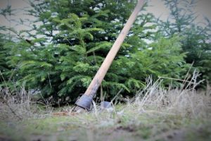 ARADUL, în topul judeţelor cu cei mai MULȚI pomi de CRĂCIUN tăiaţi ILEGAL