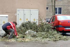 Lăsaţi brazii lângă pubele!