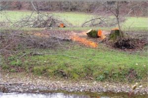 Tăieri ilegale de copaci în Situl NATURA 2000. Poliţia a deschis dosar