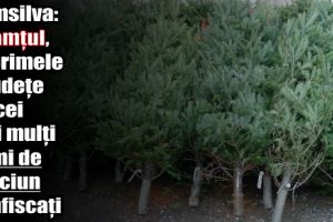 Romsilva: Neamţul, în primele 5 judeţe cu cei mai mulţi pomi de Crăciun confiscaţi