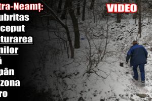 Piatra-Neamţ: Salubritas a început capturarea câinilor fără stăpân din zona Staro