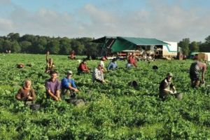 100 locuri de muncă în agricultură în Danemarca