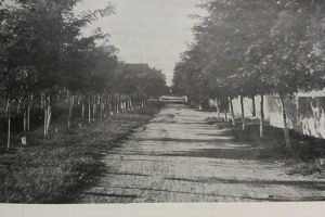 #citesteDobrogea: Candva, apicultura dobrogeana parea un nesecat izvor de avutie. Lucrari din Biblioteca Virtuala ZIUA de Constanta