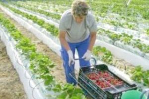 Portugalia angajează 300 de persoane la cules de zmeură