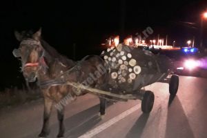 Fapte săvârşite la regimul silvic, sancţionate de jandarmi