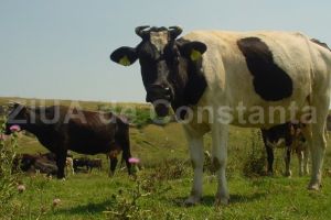 Vesti proaste pentru crescatorii de animale din judetul Constanta. Lactalis inchide fabrica de lactate de la Mihail Kogalniceanu 