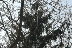 Popierii braşoveni au salvat o pisică ce rămăsese blocată într-un brad