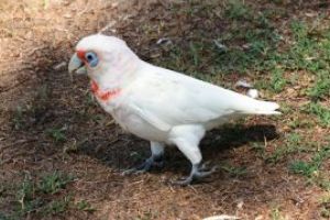 O specie de pasari indigene numite de localnici “arme de distrugere in masa cu pene” provoaca haos in Australia