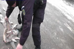 Peştele din râul Suceava, decimat de braconieri care îşi întind plasele pe toată ...