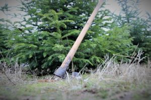 Scădere semnificativă a numărului de pomi de Crăciun tăiaţi ilegal