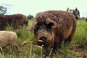 Program de sprijin pentru crescătorii de porci din rasele Bazna şi Mangaliţa