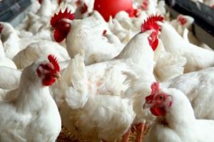 Termene de depunere a cererilor şi deconturilor pentru Măsura 14T