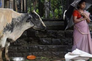 India: Deţinuţii urmează să fie reeducaţi cu ajutorul vacilor sfinte 