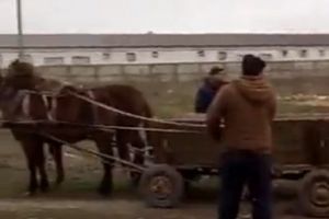 Bărbaţii care s-au filmat când chinuiau trei cai au fost prinşi