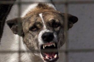 ȘOCANT! O femeie a rămas FĂRĂ MÂINI, după ce a încercat să hrănească un câine