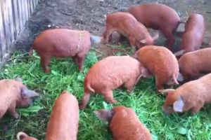 Crescătorii de animale, sprijiniţi să crească porci Bazna şi Mangaliţa