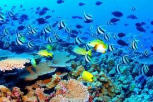 Australia lanseaza un apel catre cercetatori pentru salvarea Marii Bariere de Corali