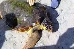 CAZ ȘOCANT. Opt copii au MURIT după ce au CONSUMAT carne de ţestoasă. Breaking news