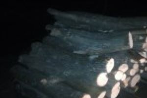 Doi tineri s-au ales cu dosar penal pentru cateva lemne de foc