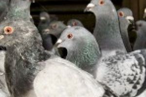 Doi minori de 16 ani l-au lasat pe un vecin fara porumbei