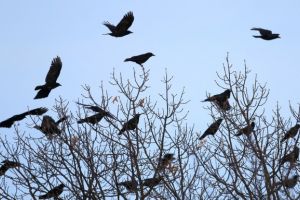 Pentru prima dată după 20 ani, Primăria are o soluţie pentru stârpirea ciorilor din Grădina Romei