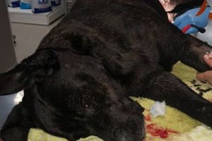 Atrocitate. Un câine a fost schingiut cumplit şi lăsat să moară, legat de stâlp I IMAGINI CU PUTERNIC IMPACT EMOȚIONAL