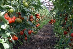 Tomate româneşti pe tarabe şi în acest an