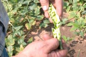 Selecţie pentru Danemarca