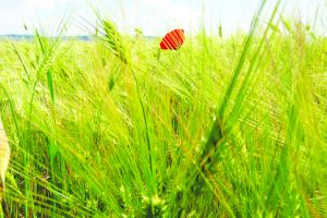 Levitaţia, pe înţelesul oilor gravitaţionale