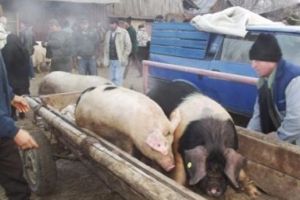 Pesta porcină africană a închis tărgurile de porci din judeţ