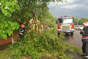 Ialomiţa: Accident rutier din cauza unui copac căzut pe carosabil