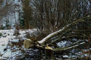 Tânăr aflat în stare gravă în spital, după ce un arbore a căzut peste el