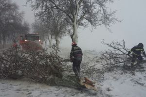 Un copac a cazut pe DN22D in judetul Tulcea. Traficul este blocat. Intervin pompierii de la Babadag (galerie foto) 