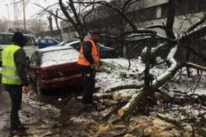 Furtuna a facut prapad in Constanta. Copaci prabusiti la pamant. Unde s-a intervenit (galerie foto)