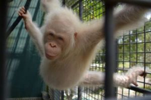Singurul urangutan ALBINOS din lume este în PERICOL de MOARTE! Femela va fi ascunsă pe PROPRIA INSULĂ