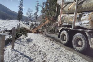 MOROENI: Circulaţie îngreunată pe DN 71 din cauza unui copac căzut pe carosabil