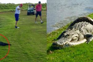 Batalia anului s-a dat pe terenul de golf! Un crocodil se lupta pe viata si pe moarte cu un piton urias