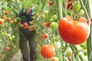Peste 290.000 de lei primiţi de producătorii de tomate din judeţul Alba, în anul 2017. Cum puteţi beneficia de  ajutorul de minimis