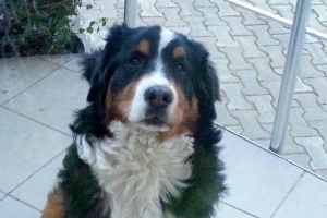 Căţeluşa rasa Ciobănesc de Berna, pierdută în zona Titulescu. Are nevoie de tratament