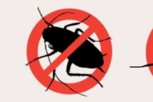 Dezbatere publică având ca temă deratizarea, dezinsecţia şi dezinfecţia în Bistriţa