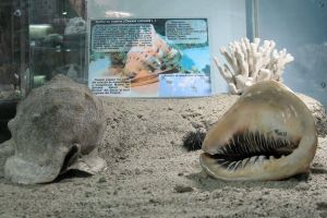 Coiful cu coarne, atracţia lunii ianuarie, la Muzeul de Știinţele Naturii Bacău