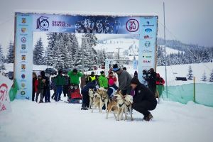 Zăpadă peste aşteptări în Pasul Tihuţa. Câinii nordici, bucuroşi să alerge pe Drumul Romanilor