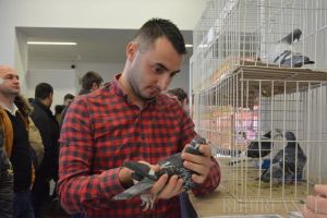 Oameni şi păsări: Expoziţia Naţională de Columbofilie de la Oradea a adunat în prima zi peste 1000 de pasionaţi şi curioşi (FOTO)